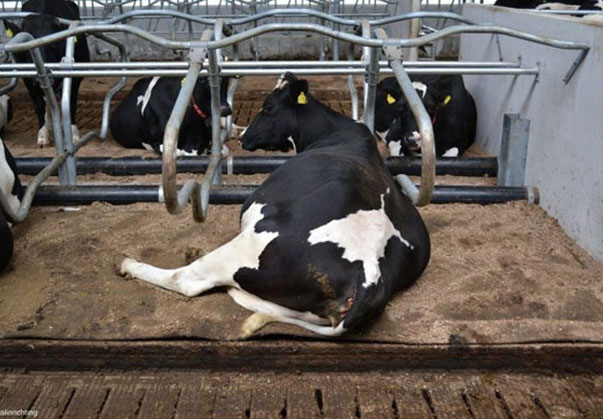 فری استال چیست و چه کاربردی دارد