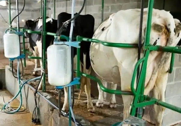 فریم شیردوشی گاو داری فریم شیردوشی گاو داری
