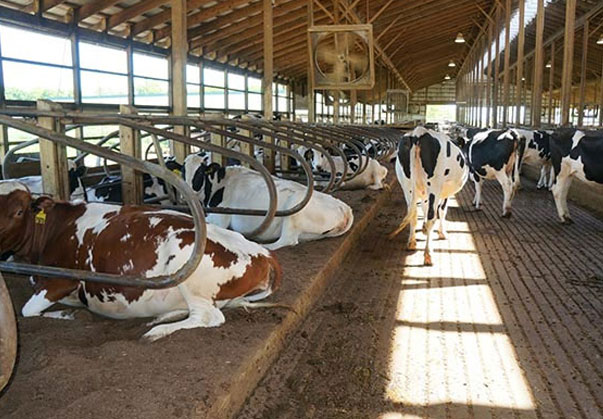 فری استال گاوداری فری استال گاوداری