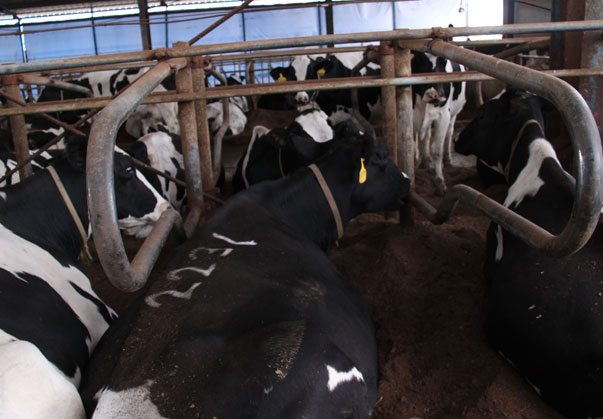 قیمت فری استال