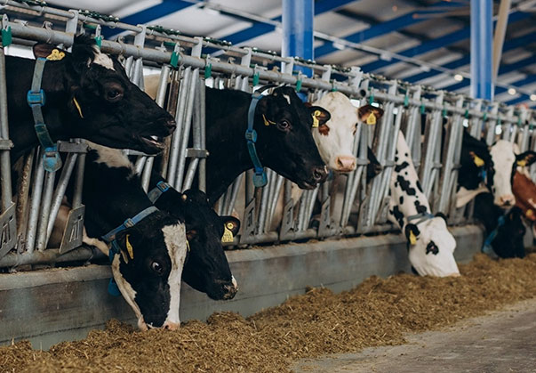 تجهیزات دامداری