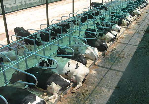 ویژگی سالن فری استال