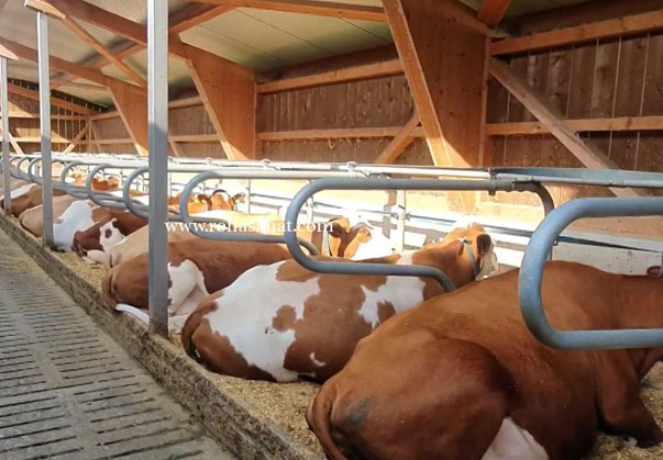 سیستم فری استال