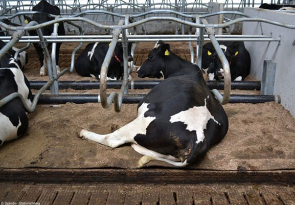 فری استال گاوداری صنعتی فری استال گاوداری صنعتی