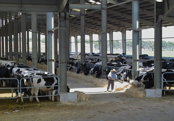 فری استال گاوداری صنعتی فری استال گاوداری صنعتی