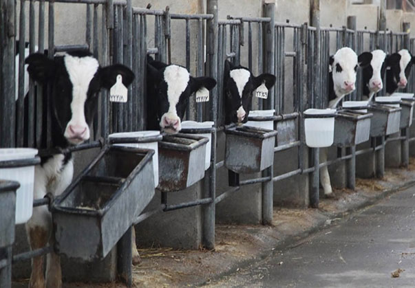 تولیدکننده تجهیزات دامداری