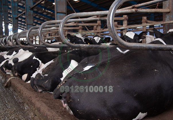 تولیدکننده تجهیزات دامداری