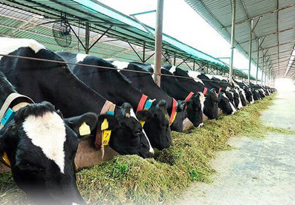 تجهیزات دامداری صنعتی