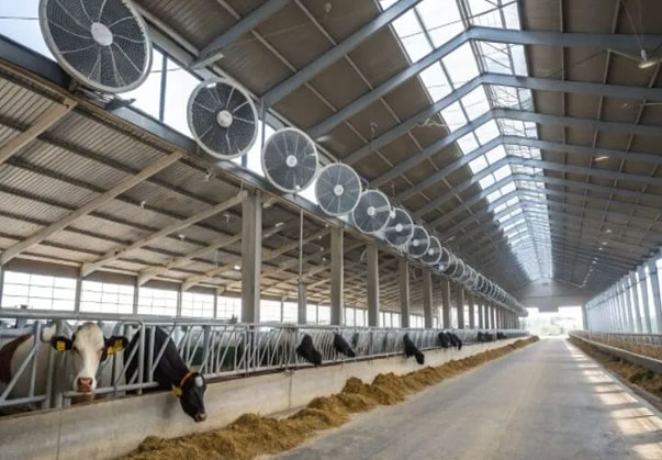 بیگ فن دامداری