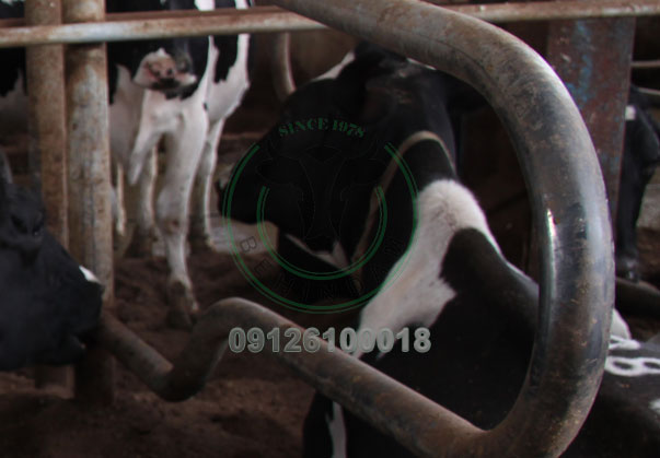 قیمت فری استال گاوداری