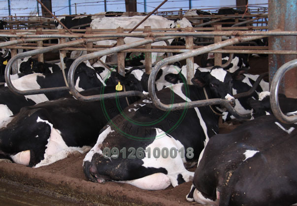 ویژگی سالن فری استال گاوداری