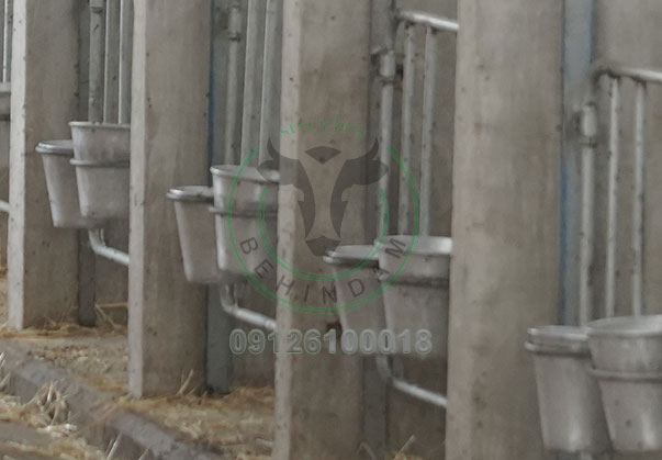 خرید باکس گوساله