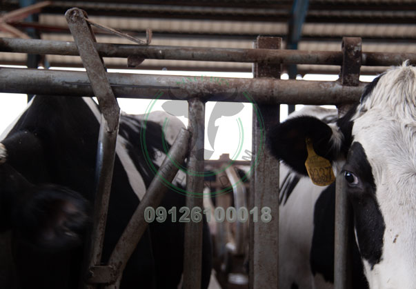 تولید کننده انواع تجهیزات دامی