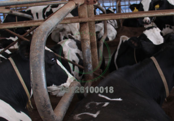 خرید تجهیزات گاوداری