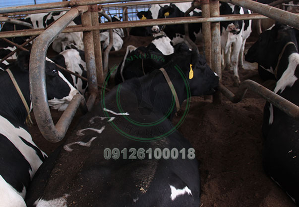 تجهیزات گاوداری صنعتی