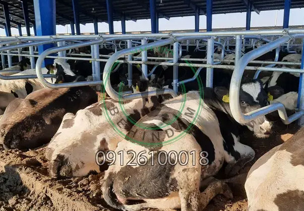 قیمت تجهیزات گاوداری