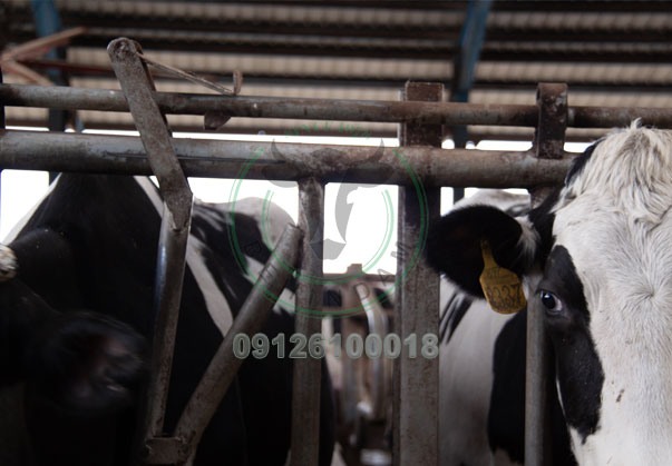 خرید گردن قفلی دامداری