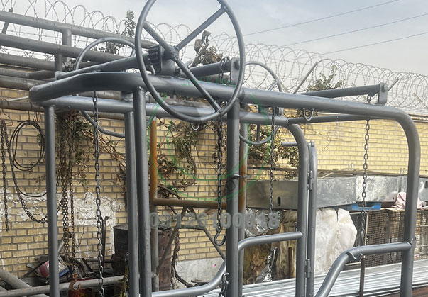 باکس سم چینی گاو